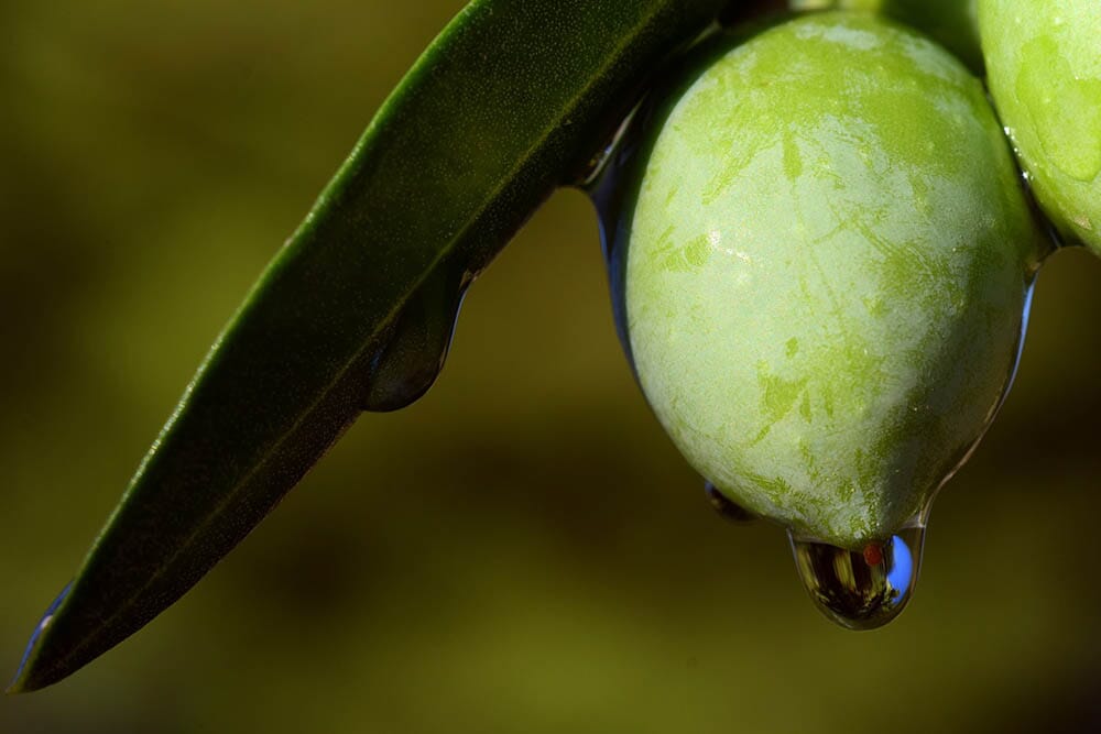 festa-olio-sanquiricoorcia-siena-tuscany