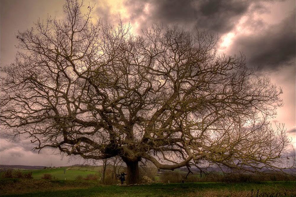 Quercia delle checche valdorcia siena