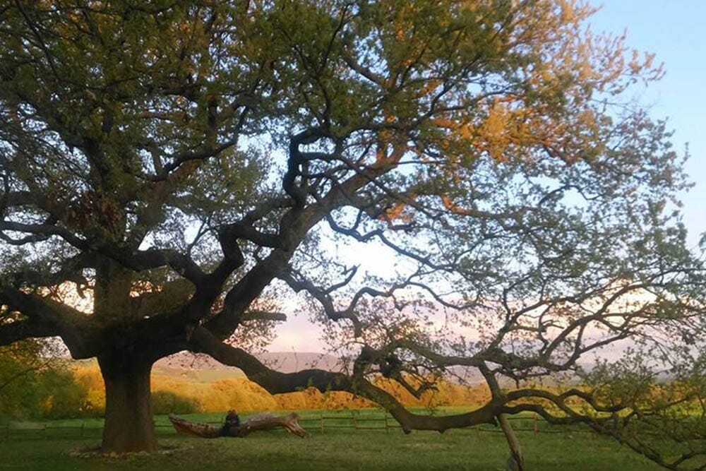 Quercia delle checche valdorcia siena